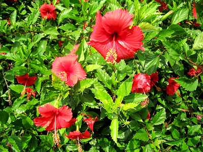 红色圆边框雌蕊花瓣叶子蔷薇花粉植物花园公园沙龙衬套背景图片