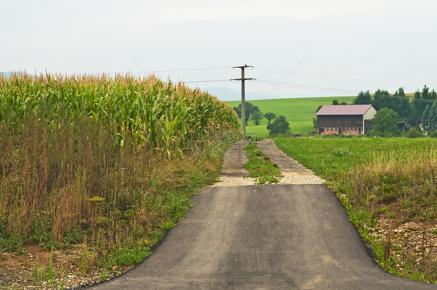 晨光时的玉米田食物力量木屋农场谷物房子季节性灰色场地活力图片