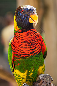洛丽基彩虹蓝色萝莉羽毛黄色热带红色绿色鹦鹉背景图片
