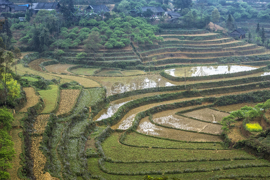 越南 Ban Pho - 2012年3月 干湿梯田稻田图片