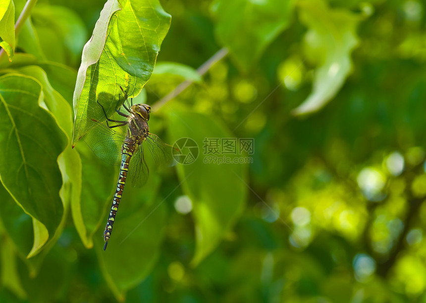绿树中的飞龙身体白脸脆弱性男性树叶蜻蜓昆虫野生动物动物群闺女图片