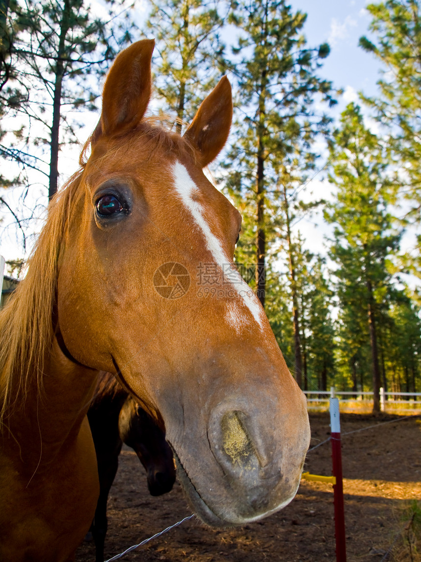 马的肖像牧场运动蓝色哺乳动物板栗天空农村尾巴场地农场图片