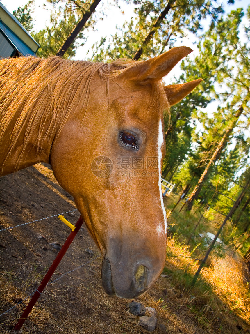 马的肖像姿势耳朵蓝色鬃毛农场鼻孔场地尾巴板栗运动图片