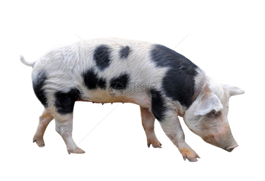 Bayeux猪图片