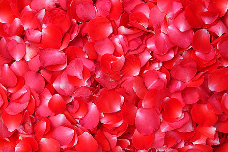 红玫瑰花瓣园艺生日植物群混合物丝绸一体化念日庆典植物香味背景图片