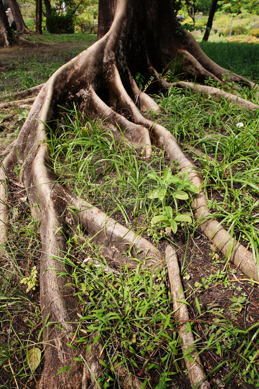 树根根场地生长园艺花园纠纷环境热带生活土地岩石图片