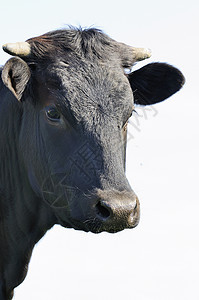 黑公牛斗争哺乳动物力量绘画喇叭卡通片塑像动物雕像斗牛马德里高清图片素材