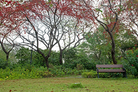 配红花树的公园座椅长椅红色季节花园旅行植物群游客绿色植物学季节性热带高清图片素材