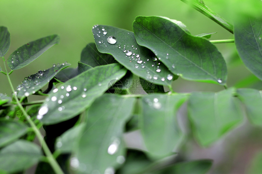 雨后绿叶上滴水季节别针植物水滴生长叶子液体树叶图片