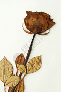 枯萎的玫瑰干燥的玫瑰织物时间棕褐色叶子浪漫植物羊皮纸褪色死亡白色背景
