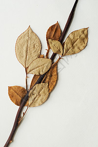 干叶棕褐色浪漫时间羊皮纸玫瑰白色植物织物死亡叶子图片素材