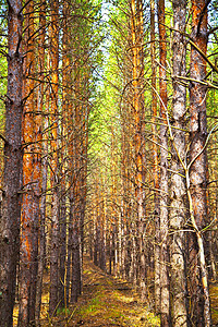 秋空明月悬秋林树木分支机构松树苔藓木头种植生长荒野摄影树干背景