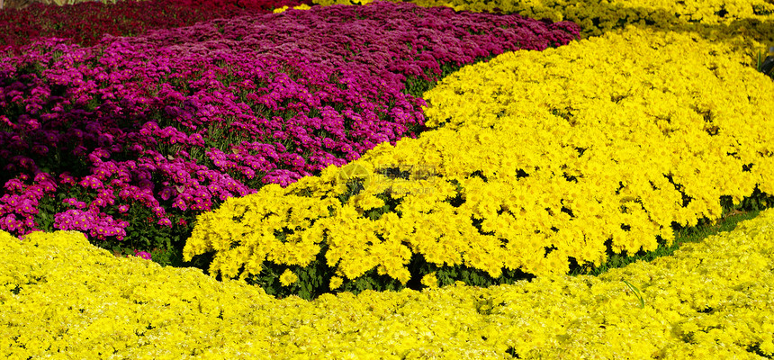黄花花园植物群公园热带农业黄色图片