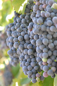 葡萄树上的红葡萄葡萄园假期浆果食物旅行国家酒厂葡萄植物酒精索诺玛高清图片素材