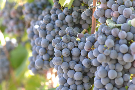 葡萄树上的红葡萄酒厂藤蔓栽培收成生长浆果假期饮料场地旅行加州高清图片素材