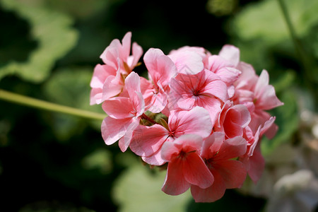 粉红色春花背景图片