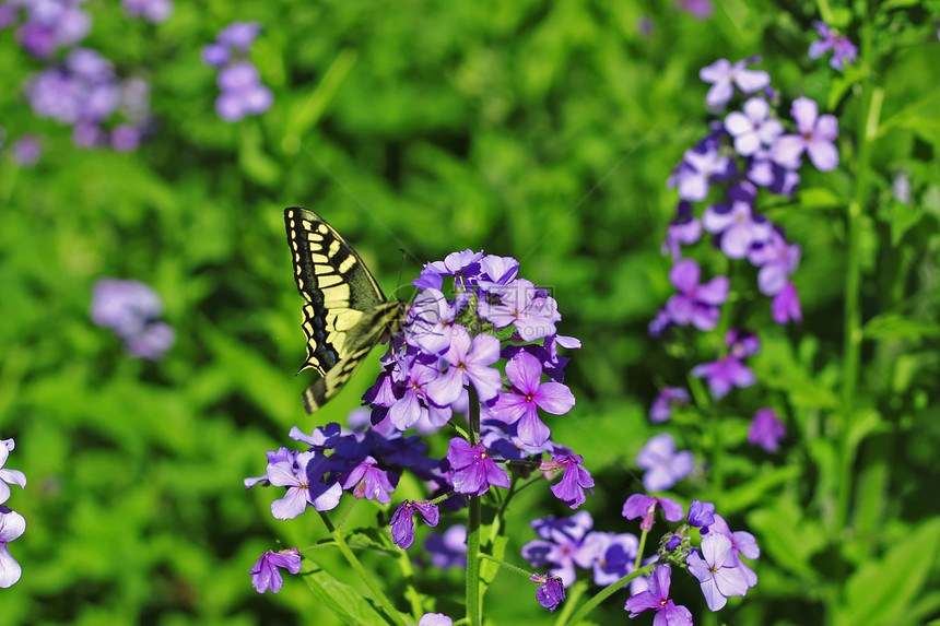 黄蝴蝶在夏季山丘草原上飞翔森林动物昆虫蝴蝶季节飞行草地绿色植物荒野图片