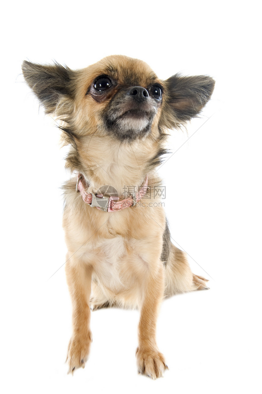 棕色吉娃娃衣领动物伴侣犬类工作室宠物图片
