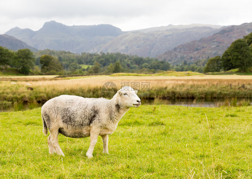 在湖区前面的羊群羔羊荒野蓝天晴天戏剧性农场羊肉风景山脉农村图片