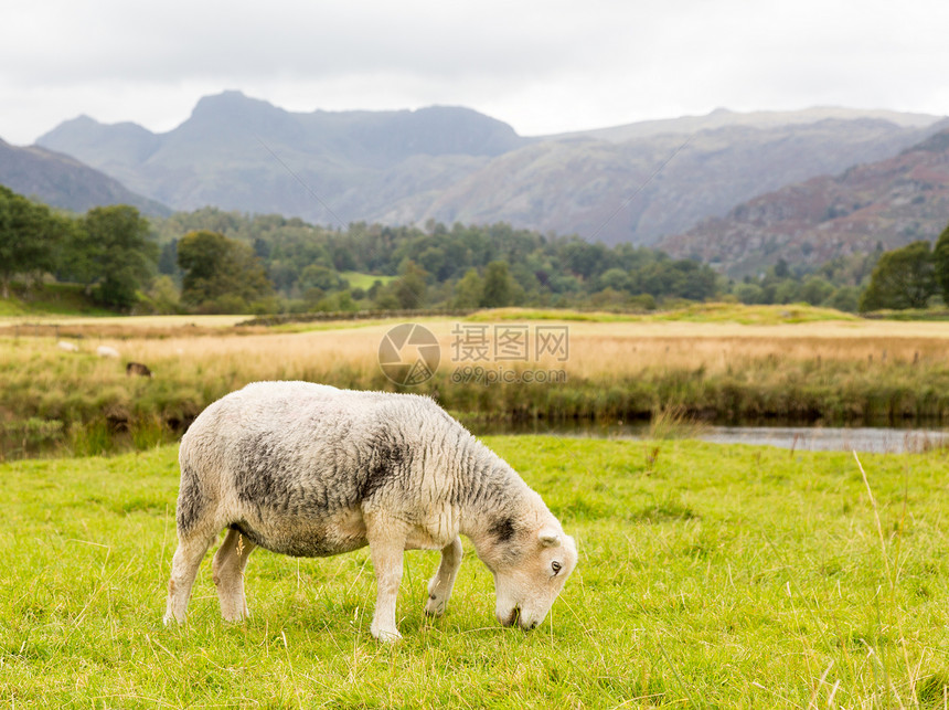 在湖区前面的羊群羊肉晴天建筑英语风景农村长矛荒野戏剧性农场图片