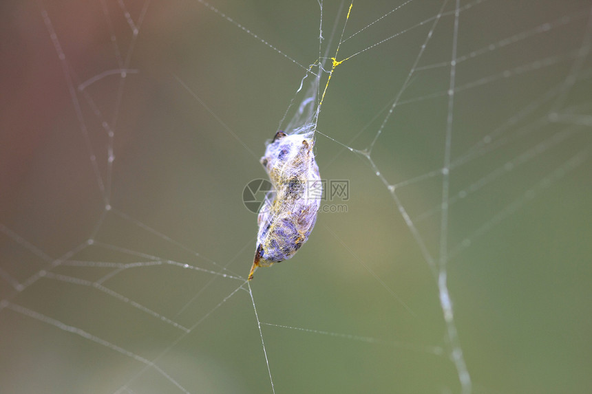 黄黄外套夹陷阱危险水滴蜘蛛昆虫季节性白色丝绸动物蛛网图片