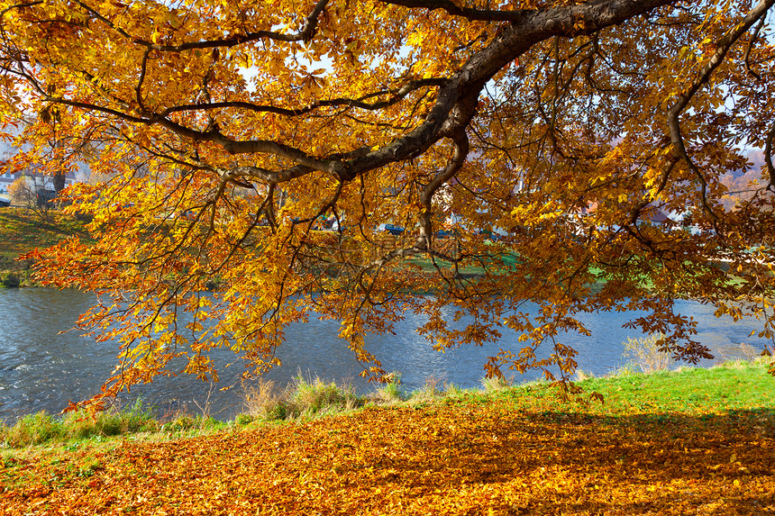 落叶树乡村树叶季节黄色树木刷子生长宏观公园环境图片