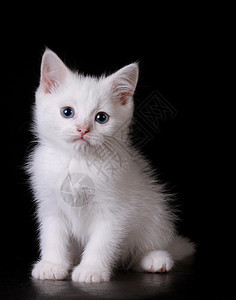 蓝眼白猫动物猫科动物头发晶须小猫宠物眼睛白色哺乳动物鼻子毛皮高清图片素材