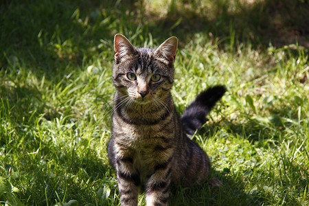 选项卡猫花园小猫尾巴虎斑动物婴儿哺乳动物条纹猫咪灰色背景图片