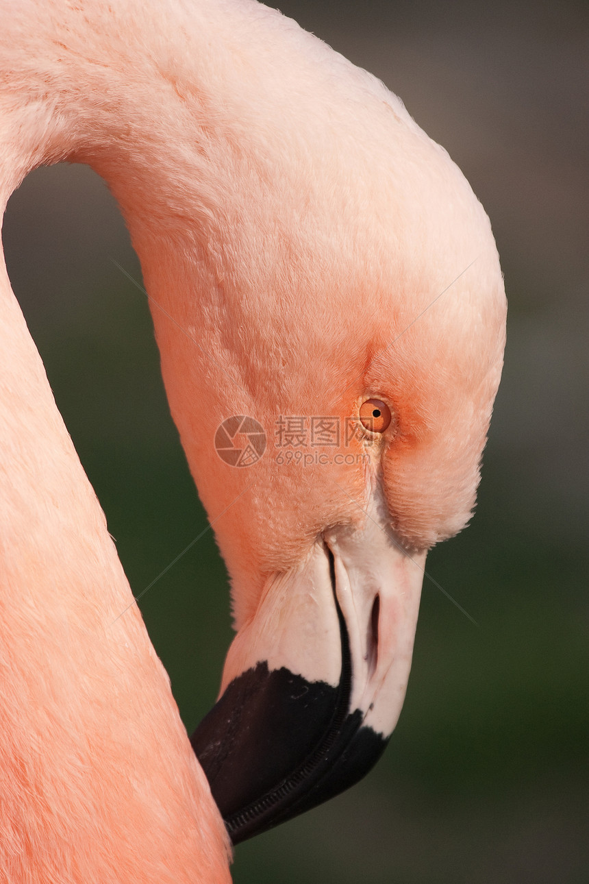 古巴 Flaminggo脖子动物园橙子翅膀异国玫瑰热带眼睛水鸟羽毛图片