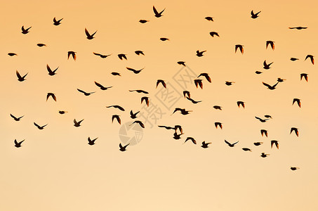 飞鸟乌鸦动物飞行团体航班黑色水平天空腐肉鸟类背景图片