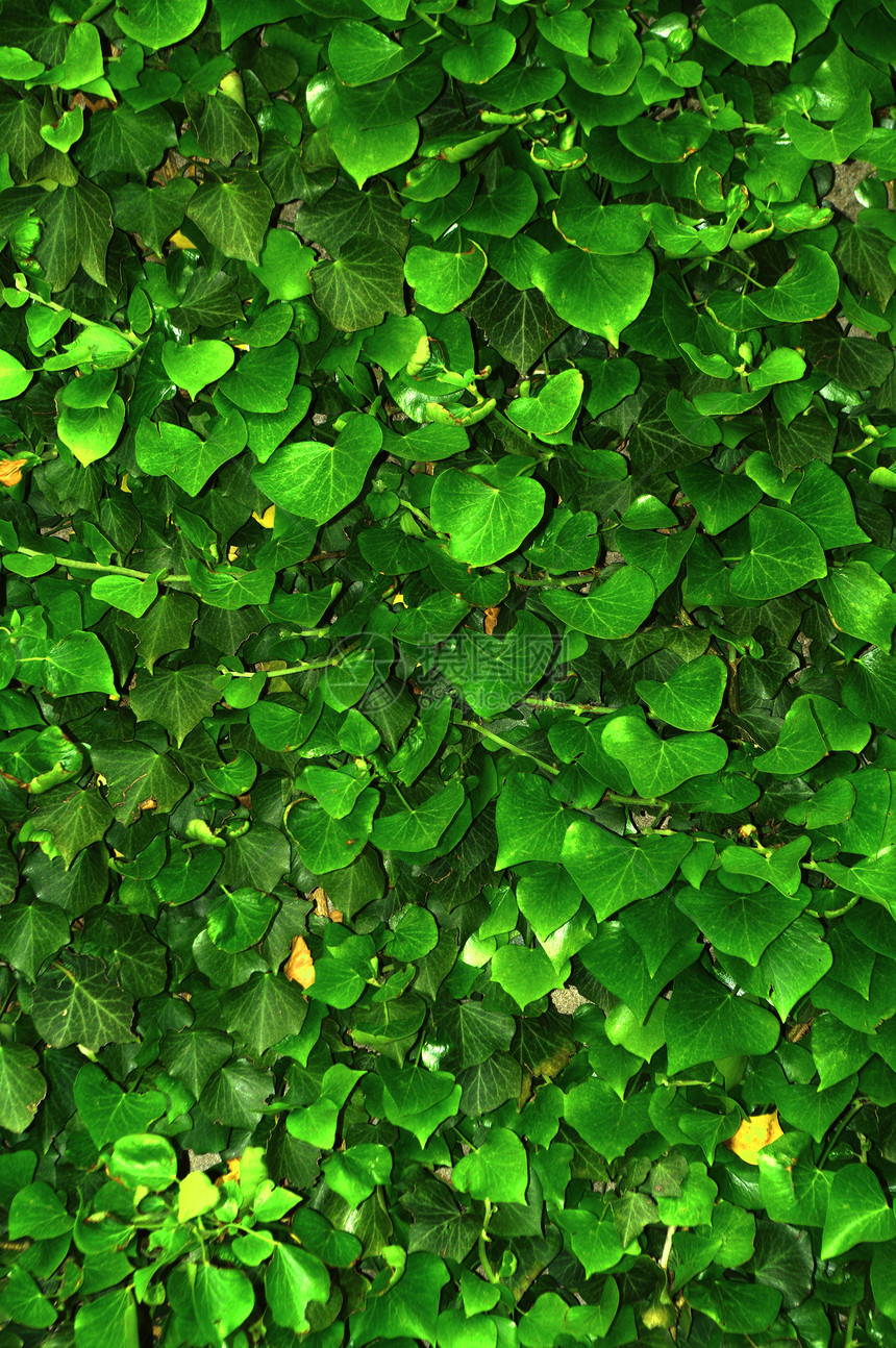 Ivy树叶绿墙晴天叶子眉头公园植被植物风景场景狐狸木本图片