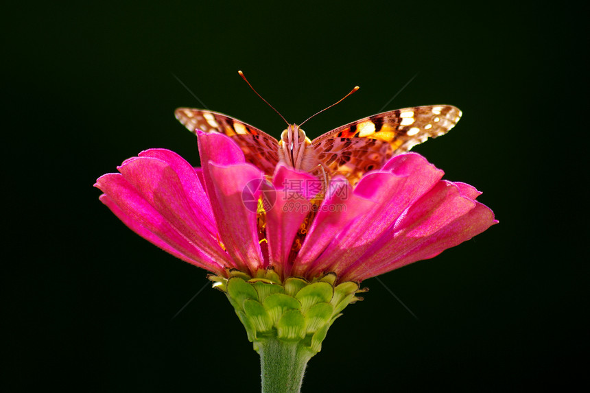 蝴蝶在花朵上天线昆虫鳞翅目场地植物优雅草地图片