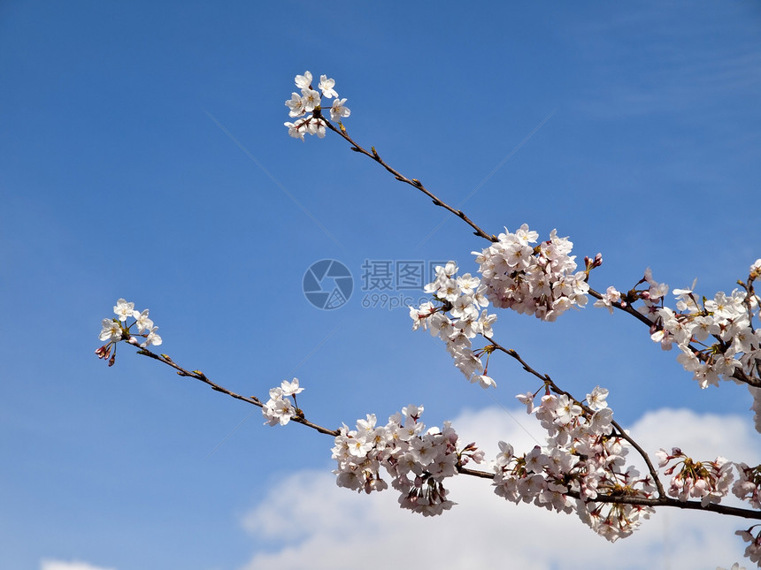 樱或樱桃树图片