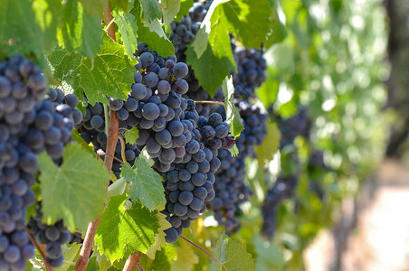 葡萄上的红葡萄场地水果奢华食物植物酒厂生长藤蔓旅行葡萄园加州高清图片素材