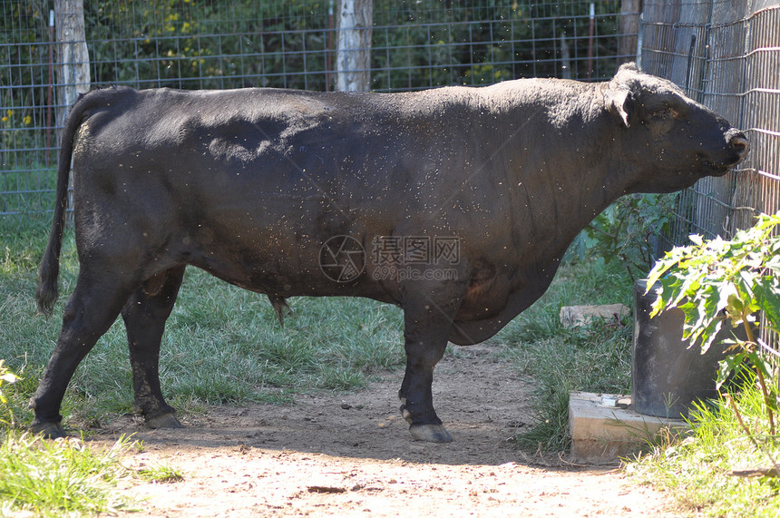 奶牛草地少年动物奶制品牛肉库存农场眼睛哺乳动物团体图片