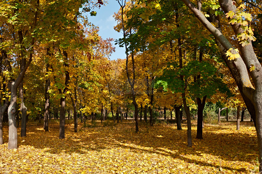 秋季公园风景阳光木头金子叶子植物季节晴天森林太阳图片
