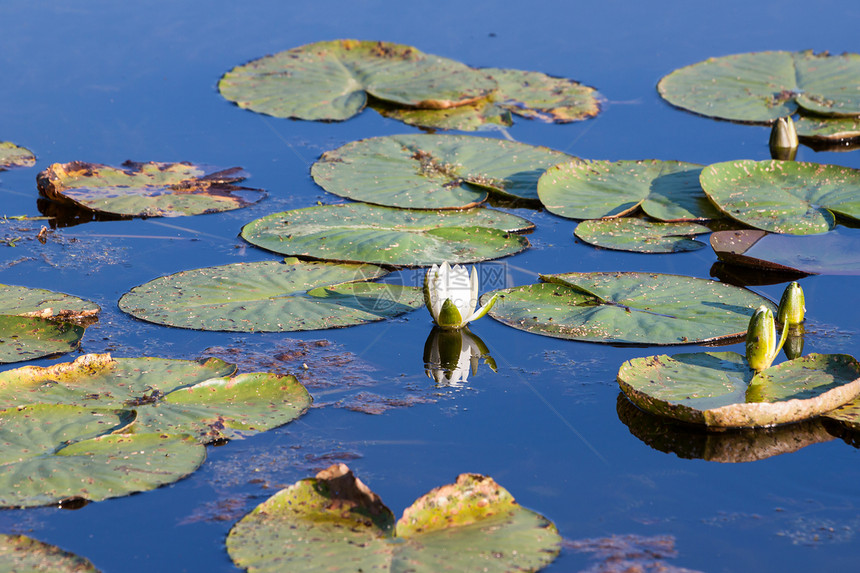 水百合池塘反射叶子公园植物学植物异国植物群花园水池图片