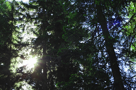 清晨的森林和阳光照耀着树枝日出旅行松树植物太阳射线绿色木头背景图片