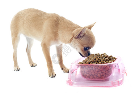 美毛狗粮小狗吉娃娃和食物碗棕褐色粉色食品犬类伴侣宠物狗粮棕色工作室白色背景