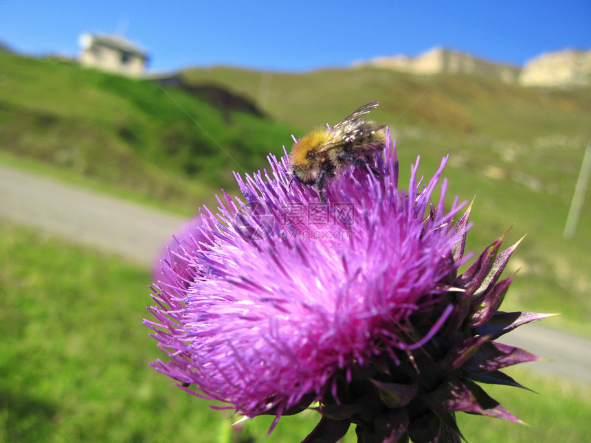 小蜜蜂降落在上旅行蓝色荒野场地植物植物群季节昆虫翅膀天空图片