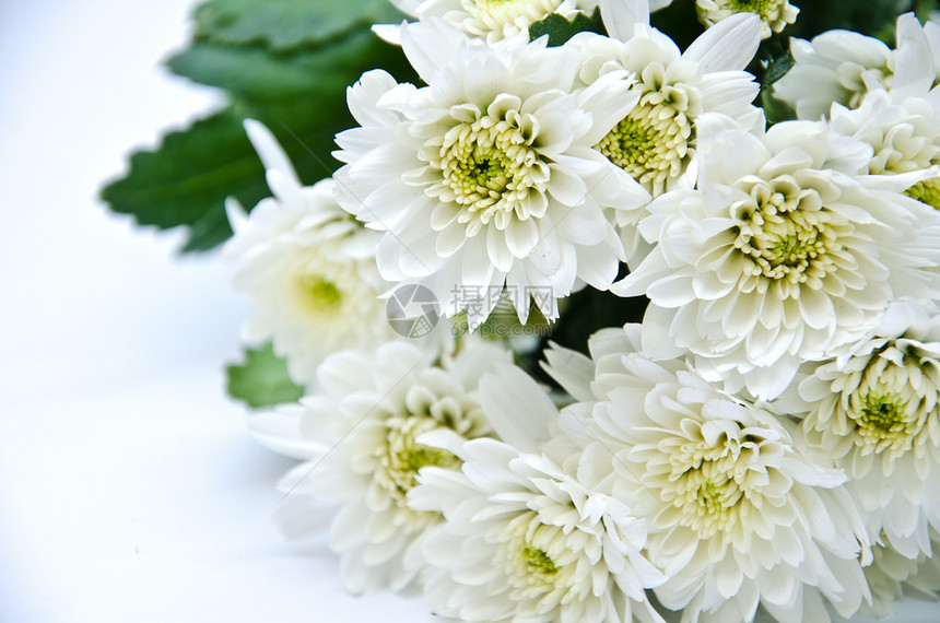 白花盛开花瓣工作室园艺季节生长宏观晴天植物植物学植物群图片