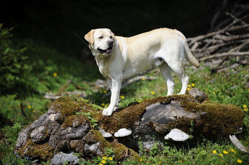 后备箱上的拉布拉多男性动物犬类宠物树干黄色木头白色主题猎犬图片