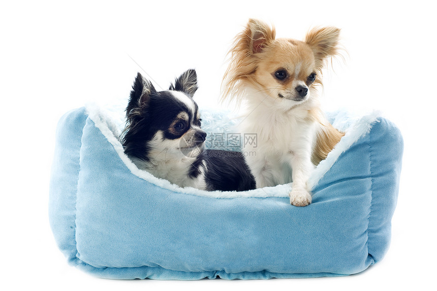 吉娃娃和狗床蓝色工作室软垫白色长毛黑色休息犬类棕色伴侣图片