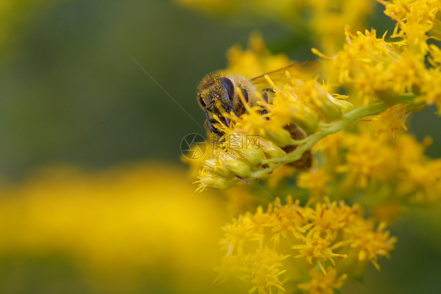 蜜蜂翅膀昆虫天线绿色花园蜂窝花粉植物群食物工人图片