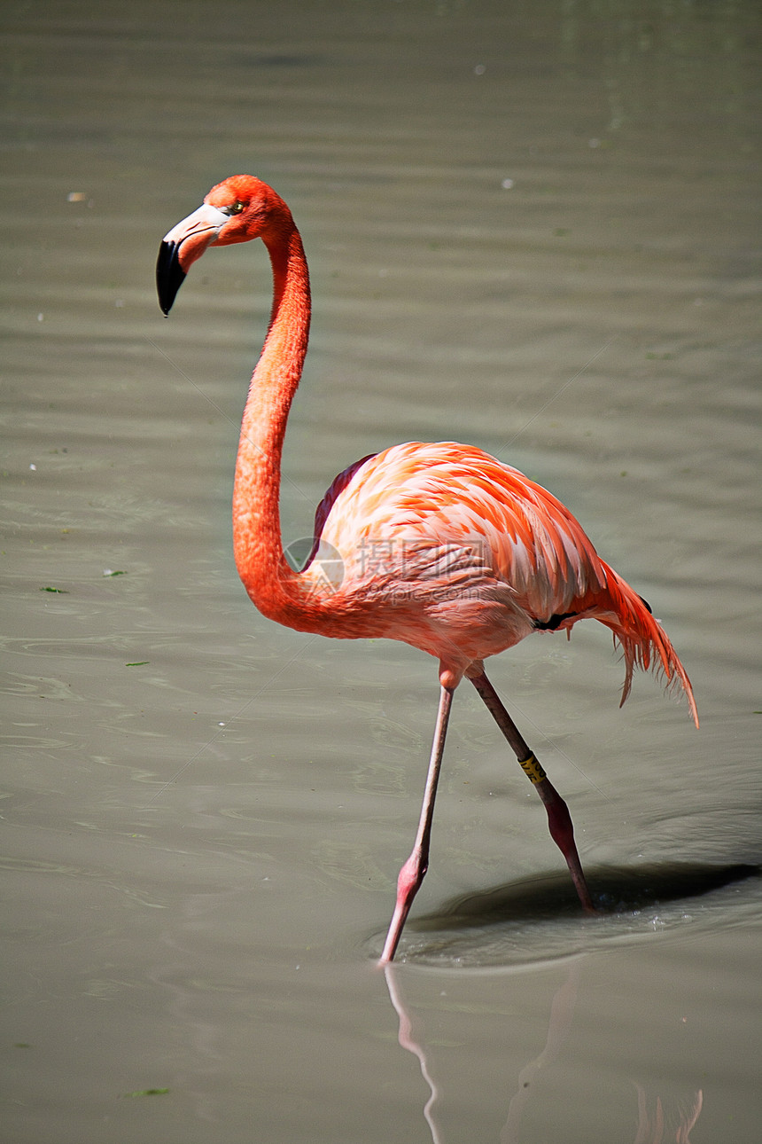 粉红火烈鸟在水上行走图片