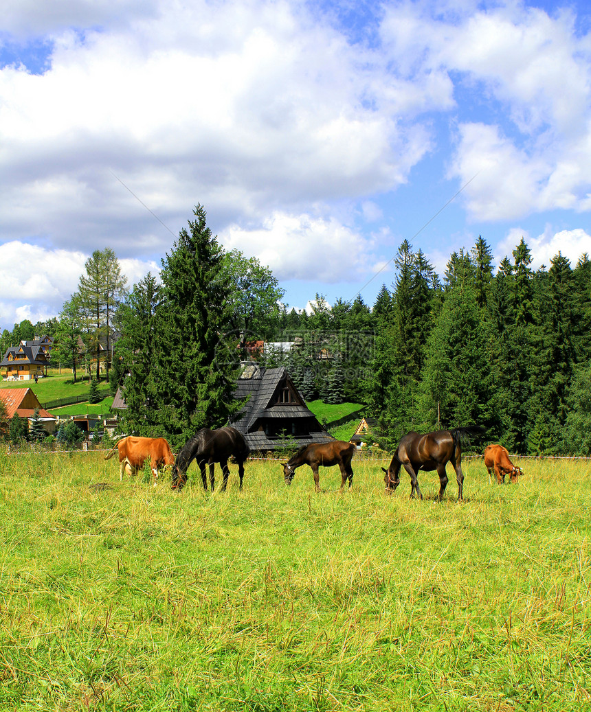 马群和牛群在秋天草原上放牧牛肉奶牛蓝色奶制品稻草阳光天空土地农田农村图片