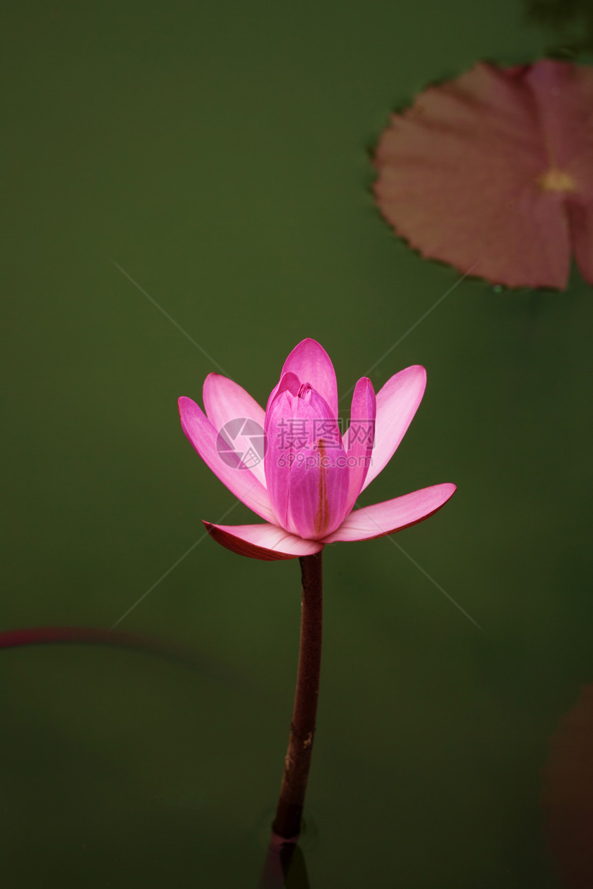 水下树叶卡片池塘植物学情调植物环境花朵花瓣明信片图片