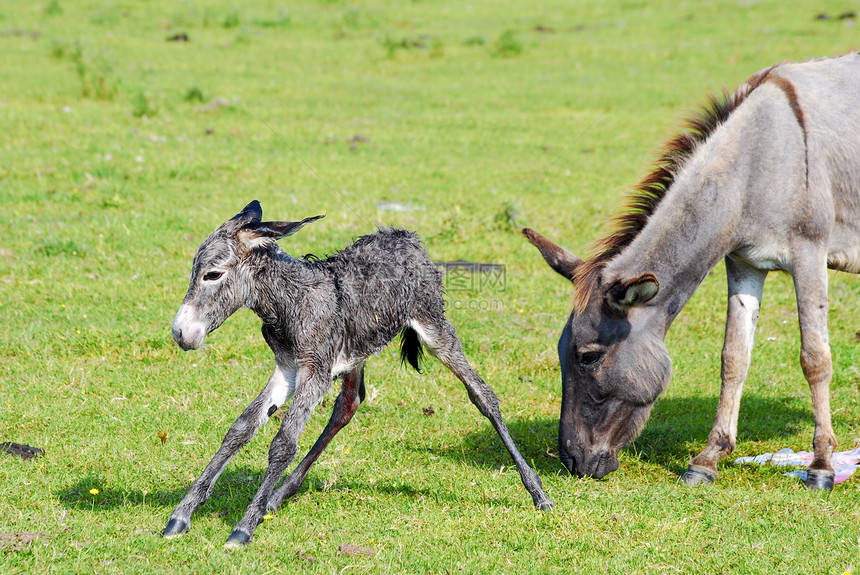 刚出生的小驴子和Jenny帮助新生棕色灰色绿色小马笨蛋乡村农场宠物图片