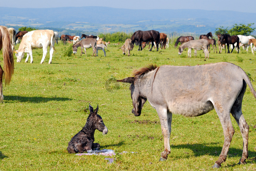 刚出生的小驴子和Jenny一起在牧场上图片