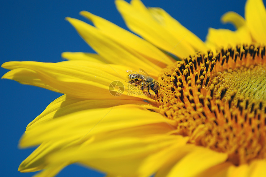 从向日葵吸食蜜蜂花蜜图片